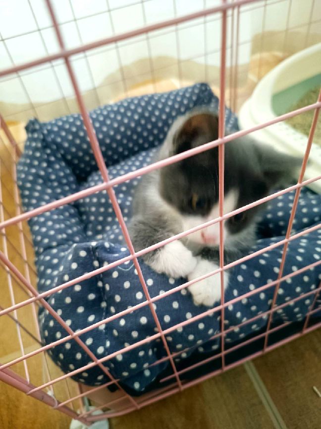 猫图片|宠物猫|猫咪|