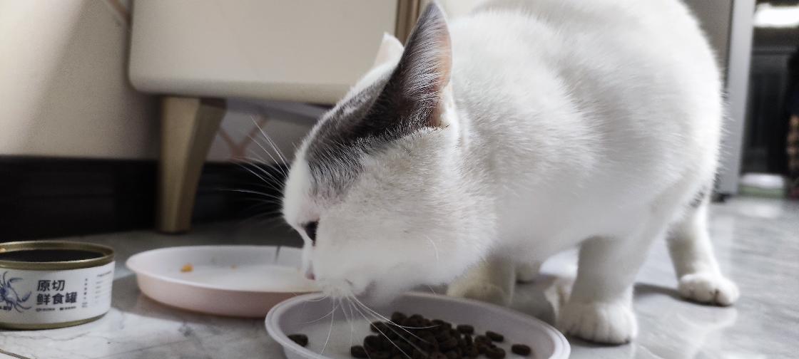 猫图片|宠物猫|猫咪|