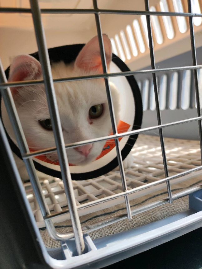 猫图片|宠物猫|猫咪|