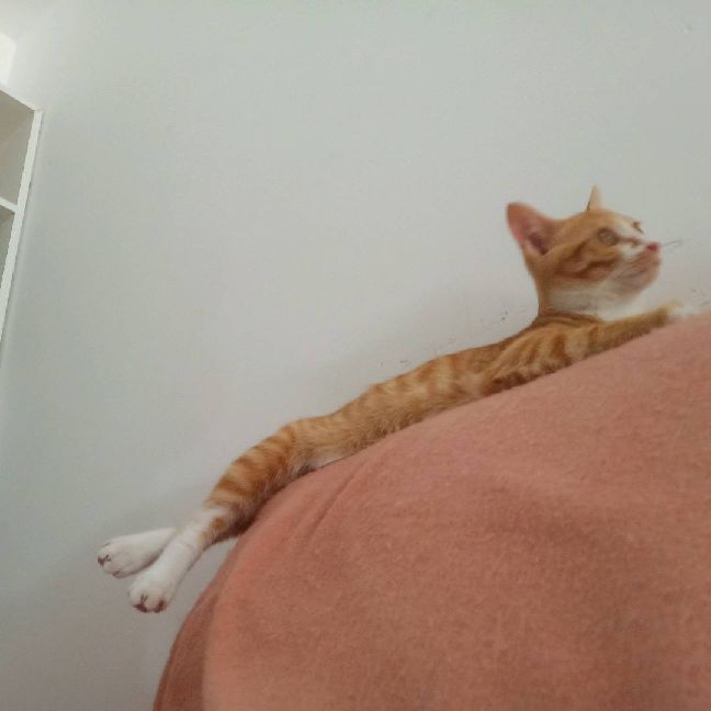 猫图片|宠物猫|猫咪|