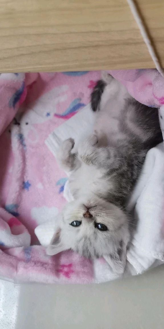 猫图片|宠物猫|猫咪|