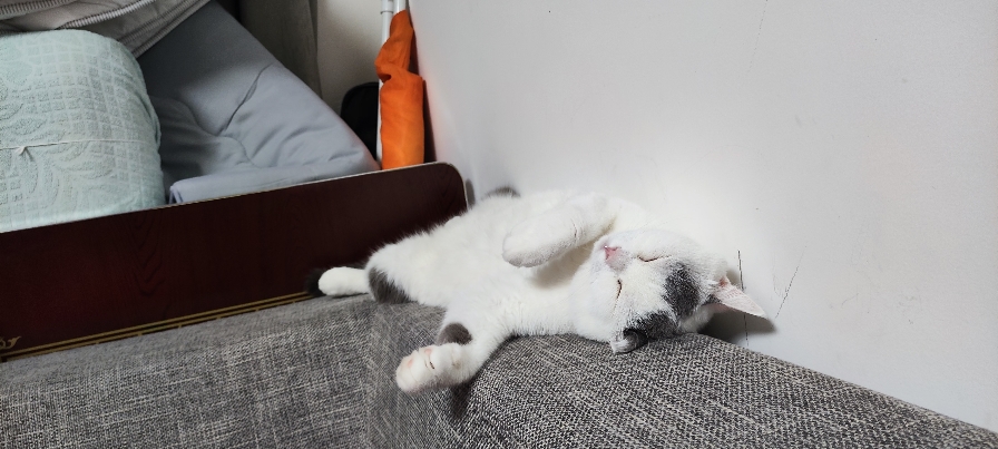 猫图片|宠物猫|猫咪|