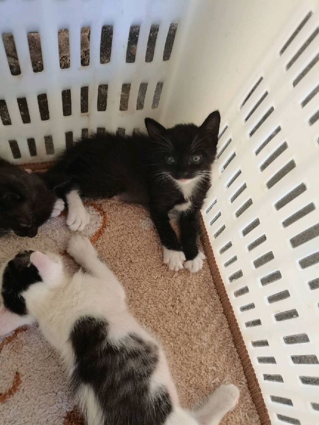 猫图片|宠物猫|猫咪|