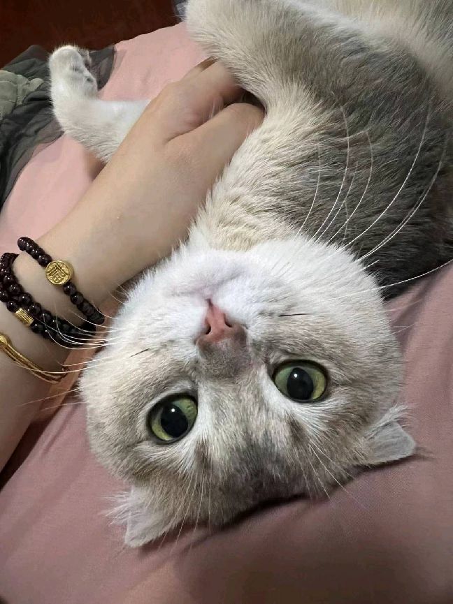 猫图片|宠物猫|猫咪|