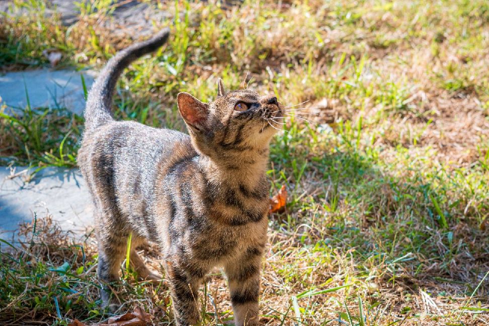 猫图片|宠物猫|猫咪|