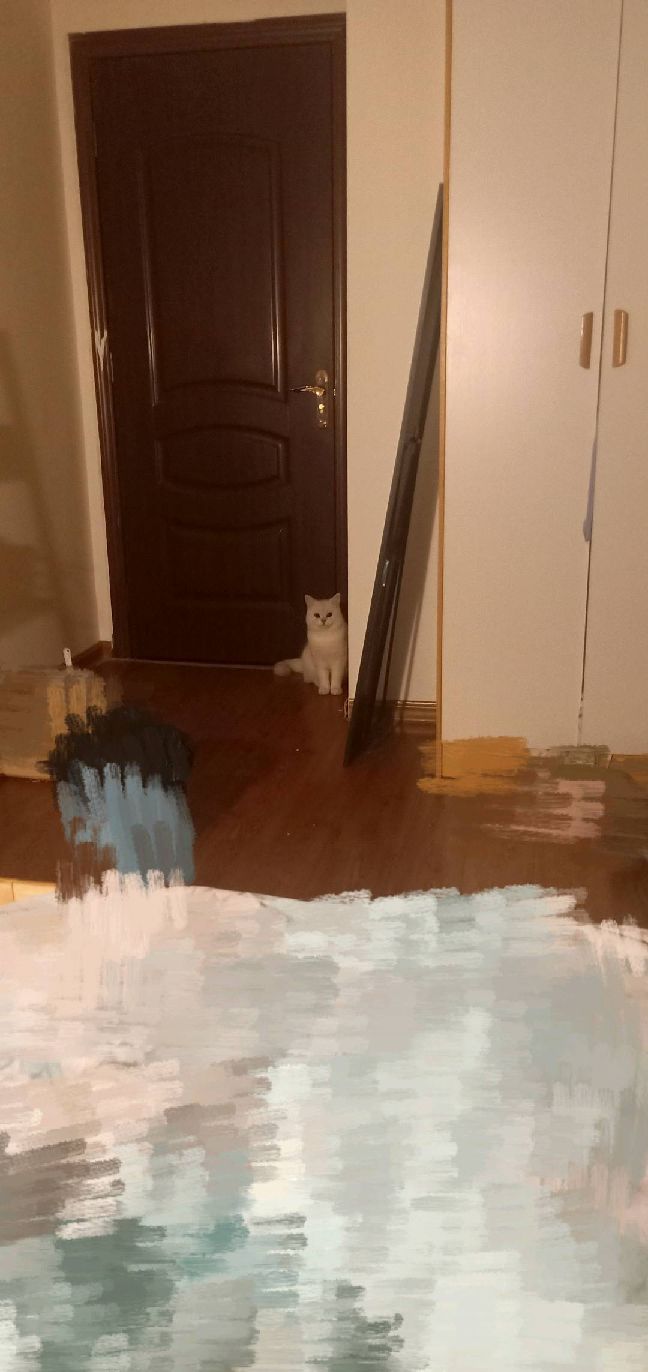 猫图片|宠物猫|猫咪|