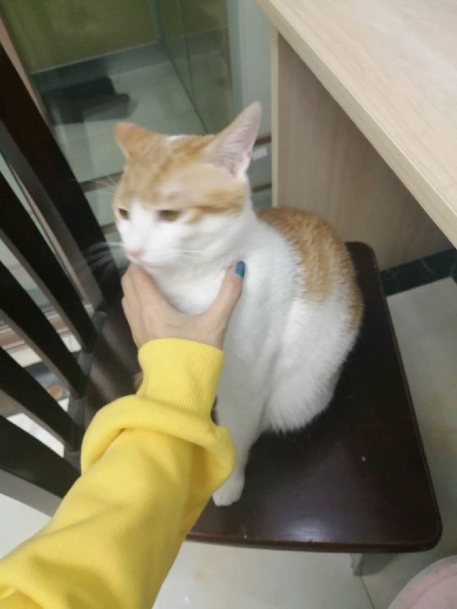 猫图片|宠物猫|猫咪|