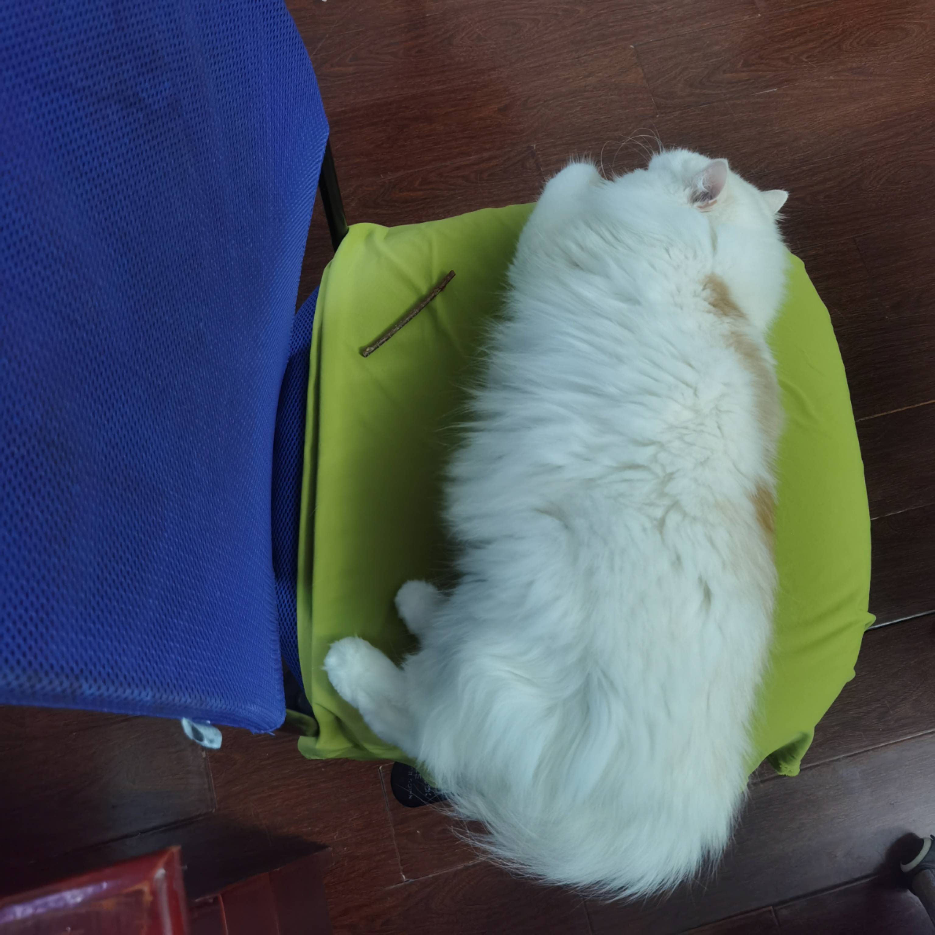 猫图片|宠物猫|猫咪|