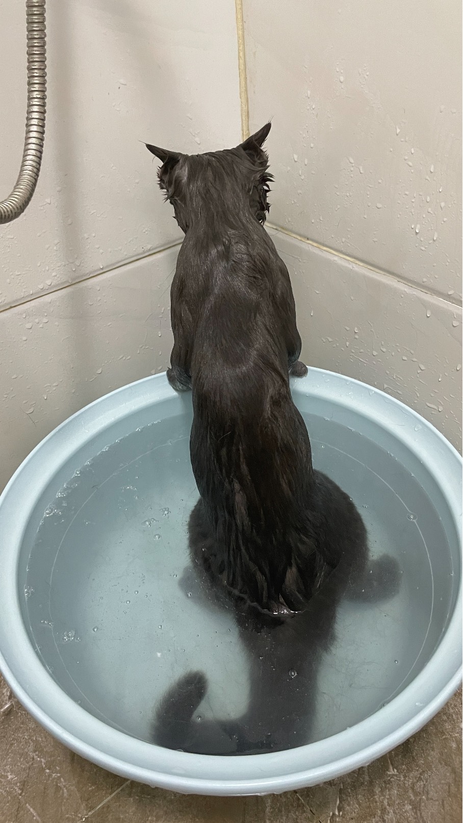 猫图片|宠物猫|猫咪|