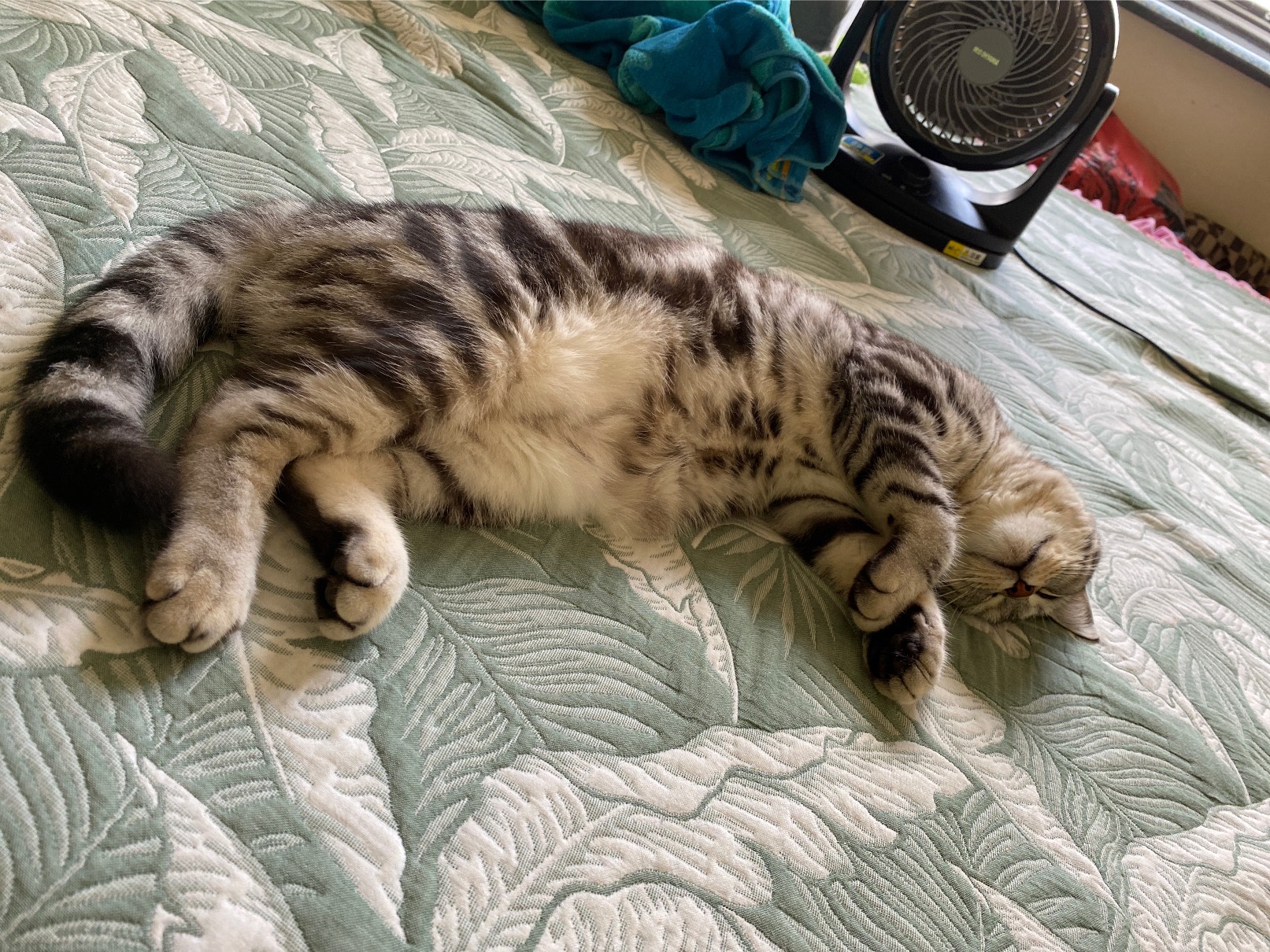 猫图片|宠物猫|猫咪|