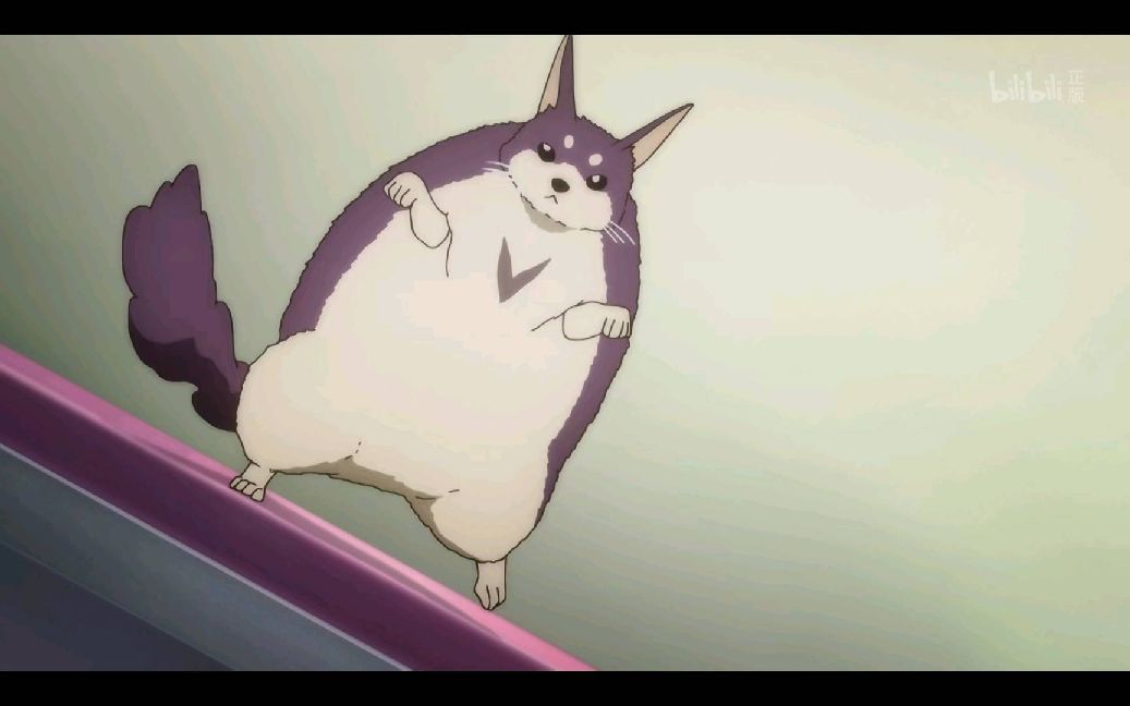 猫图片|宠物猫|猫咪|