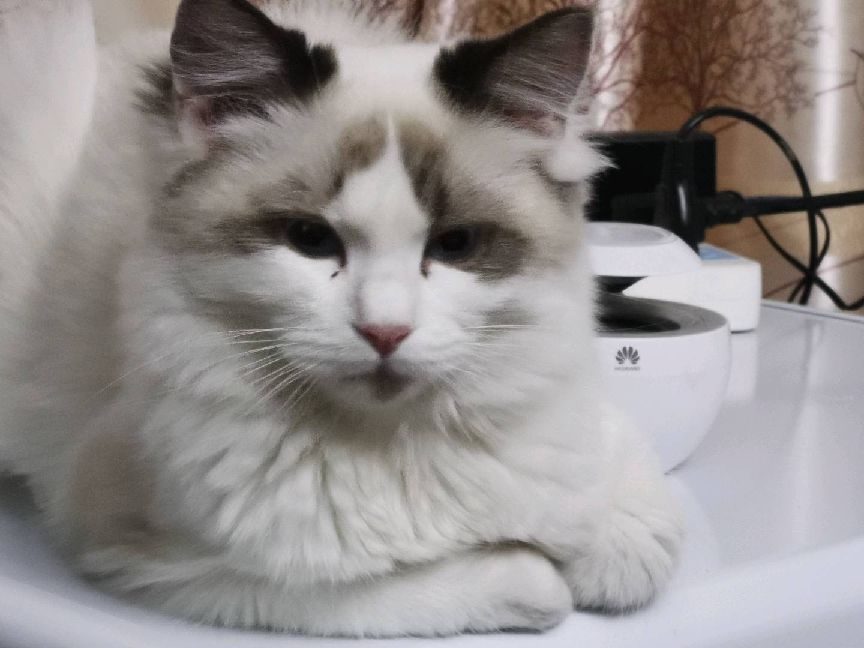 猫图片|宠物猫|猫咪|