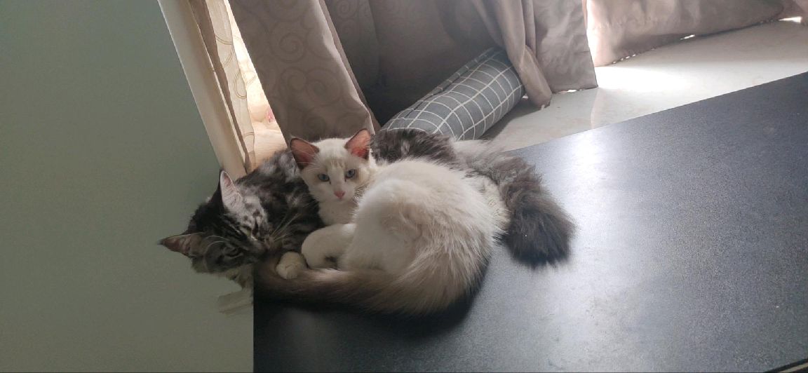 猫图片|宠物猫|猫咪|