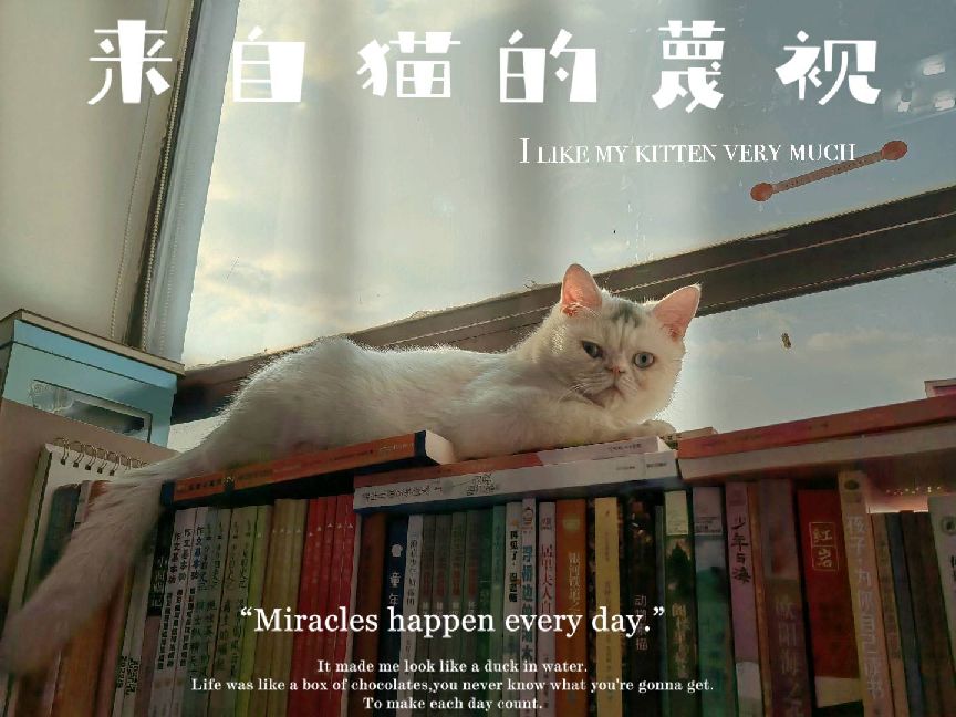 猫图片|宠物猫|猫咪|