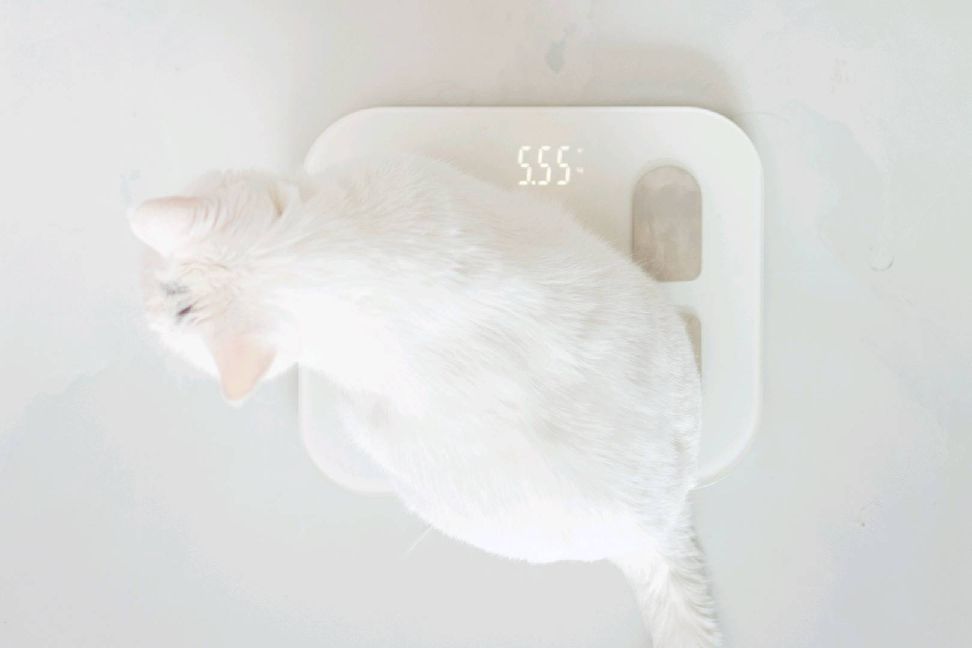 猫图片|宠物猫|猫咪|