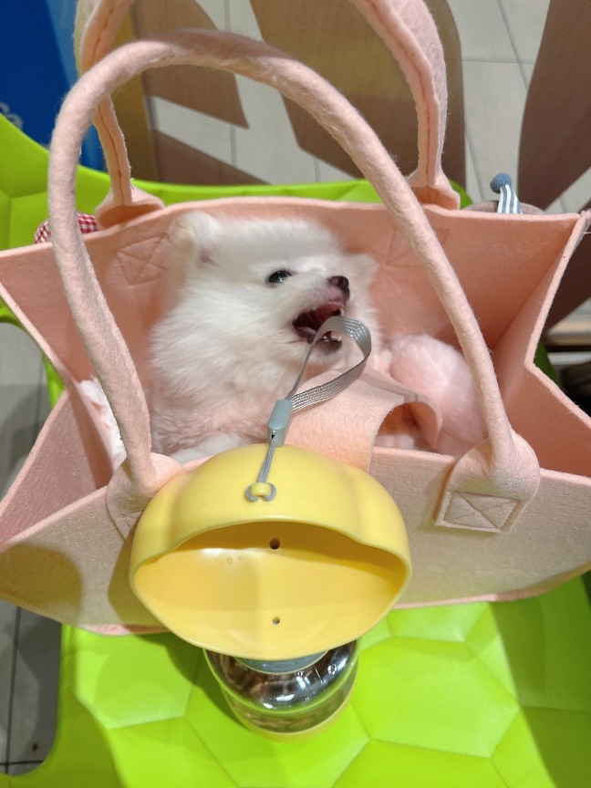 猫图片|宠物猫|猫咪|