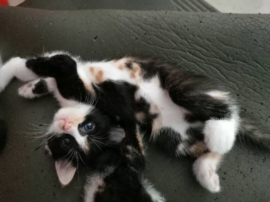 猫图片|宠物猫|猫咪|