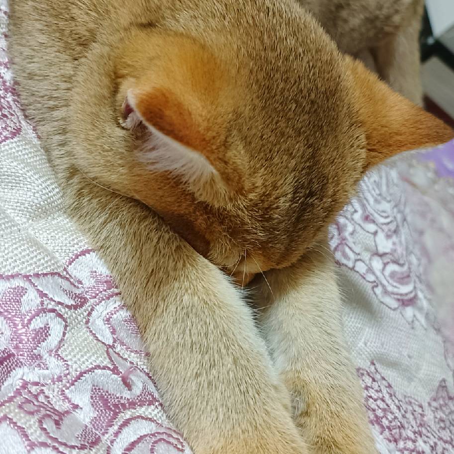 猫图片|宠物猫|猫咪|