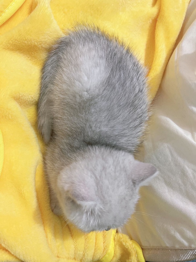 猫图片|宠物猫|猫咪|