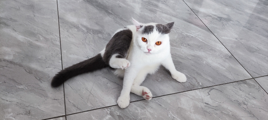 猫图片|宠物猫|猫咪|