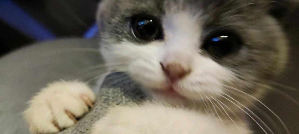 猫图片|宠物猫|猫咪|