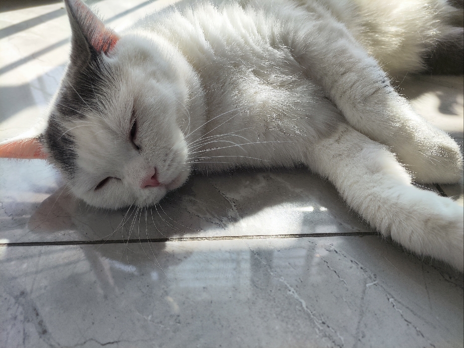 猫图片|宠物猫|猫咪|