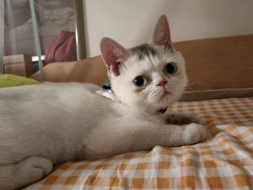 猫图片|宠物猫|猫咪|