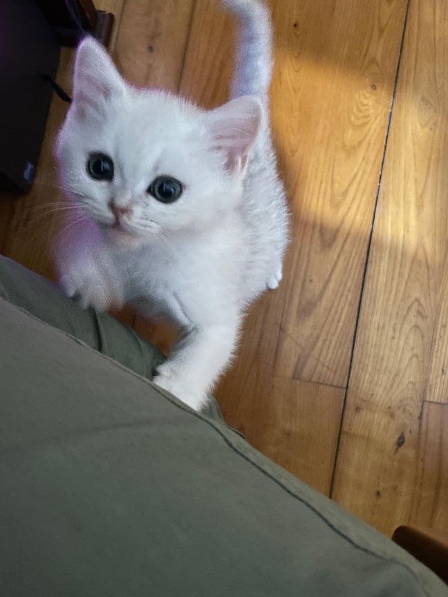 猫图片|宠物猫|猫咪|