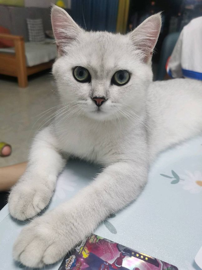 猫图片|宠物猫|猫咪|