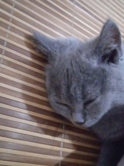 猫图片|宠物猫|猫咪|