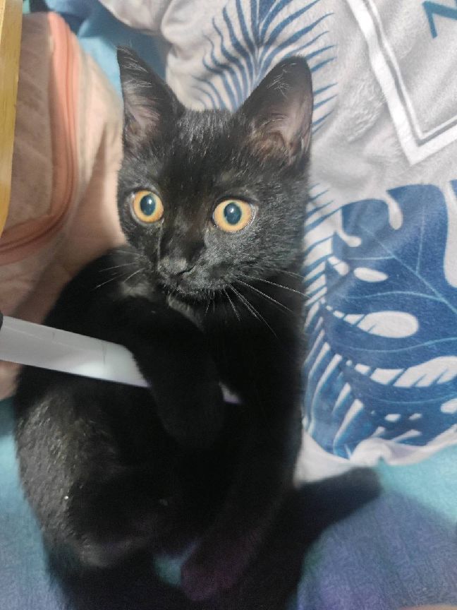 猫图片|宠物猫|猫咪|