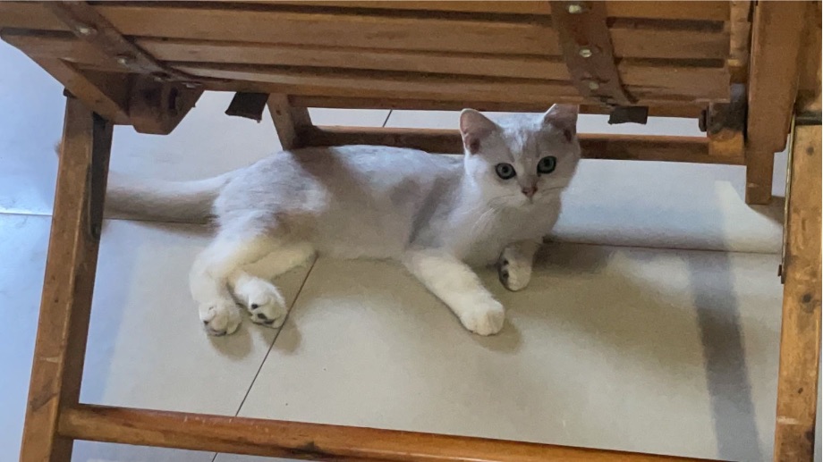 猫图片|宠物猫|猫咪|