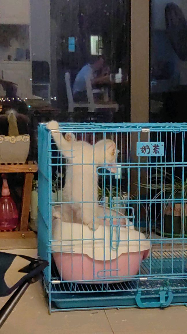 猫图片|宠物猫|猫咪|