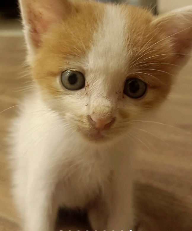 猫图片|宠物猫|猫咪|