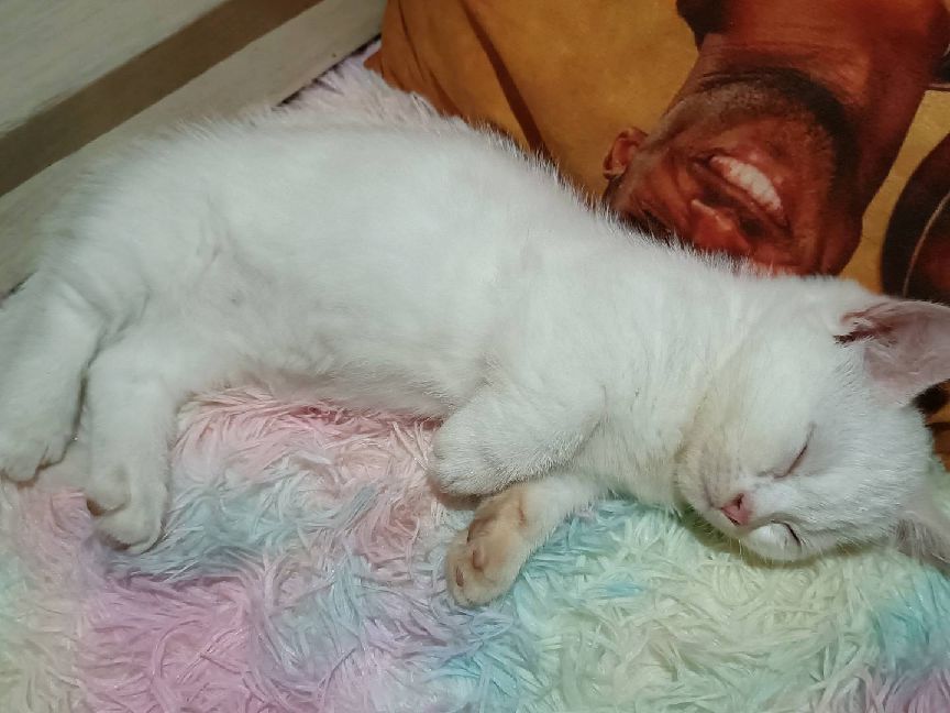 猫图片|宠物猫|猫咪|