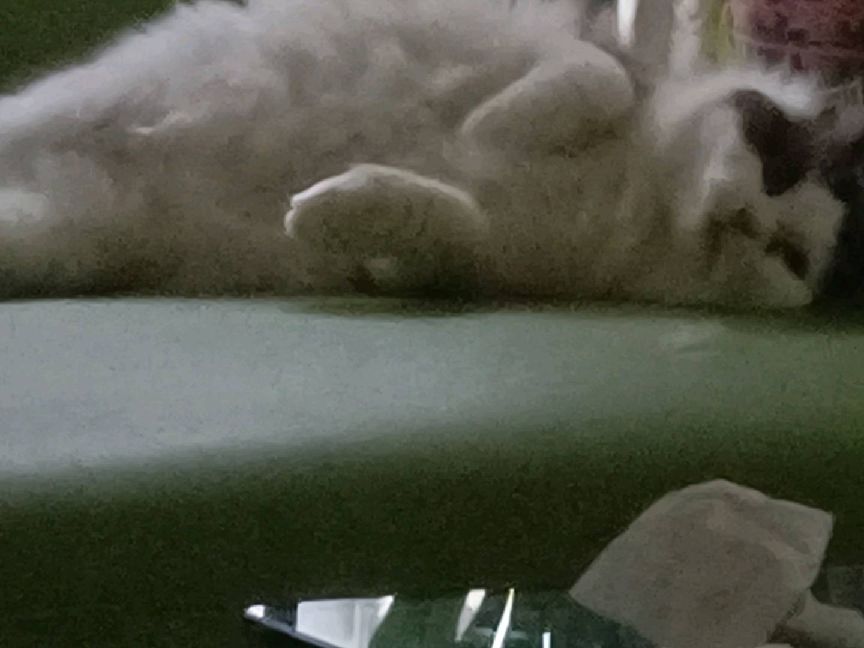 猫图片|宠物猫|猫咪|