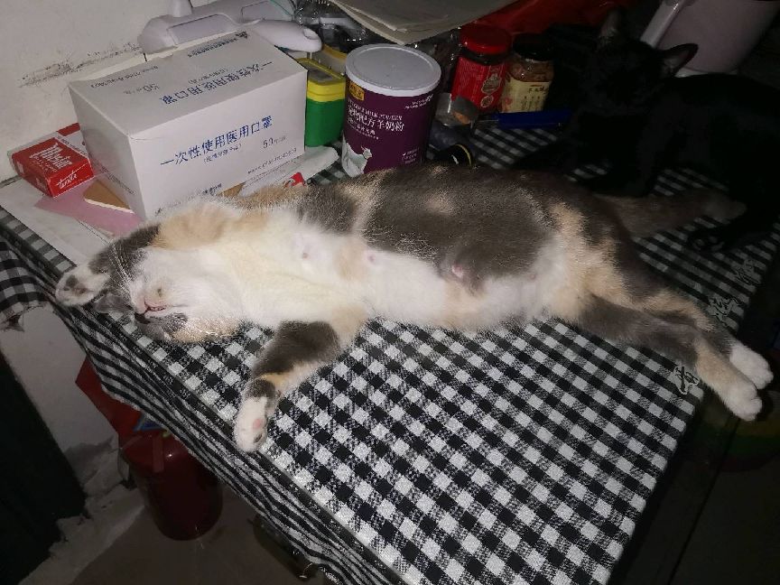 猫图片|宠物猫|猫咪|