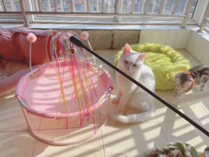 猫图片|宠物猫|猫咪|