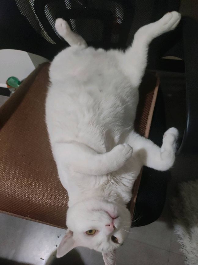 猫图片|宠物猫|猫咪|