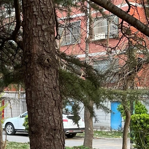 猫图片|宠物猫|猫咪|