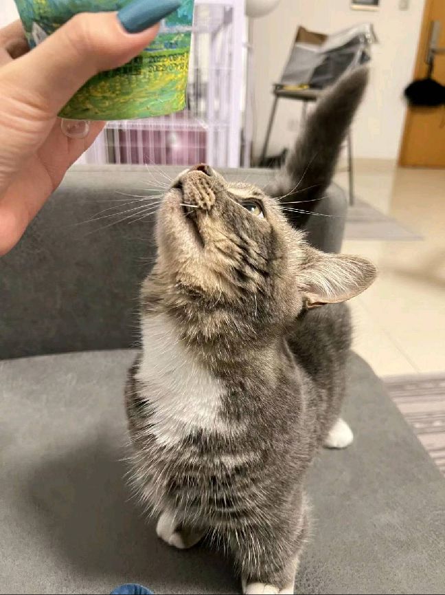 猫图片|宠物猫|猫咪|