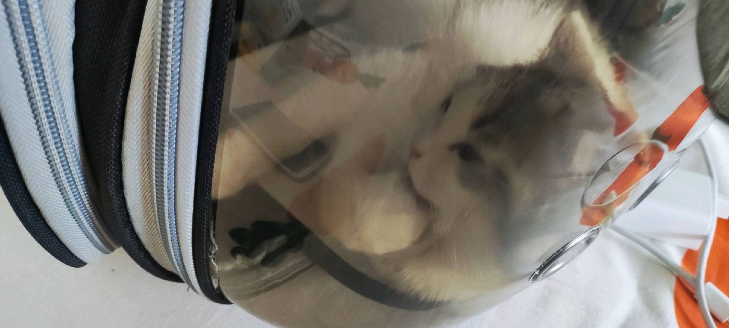 猫图片|宠物猫|猫咪|