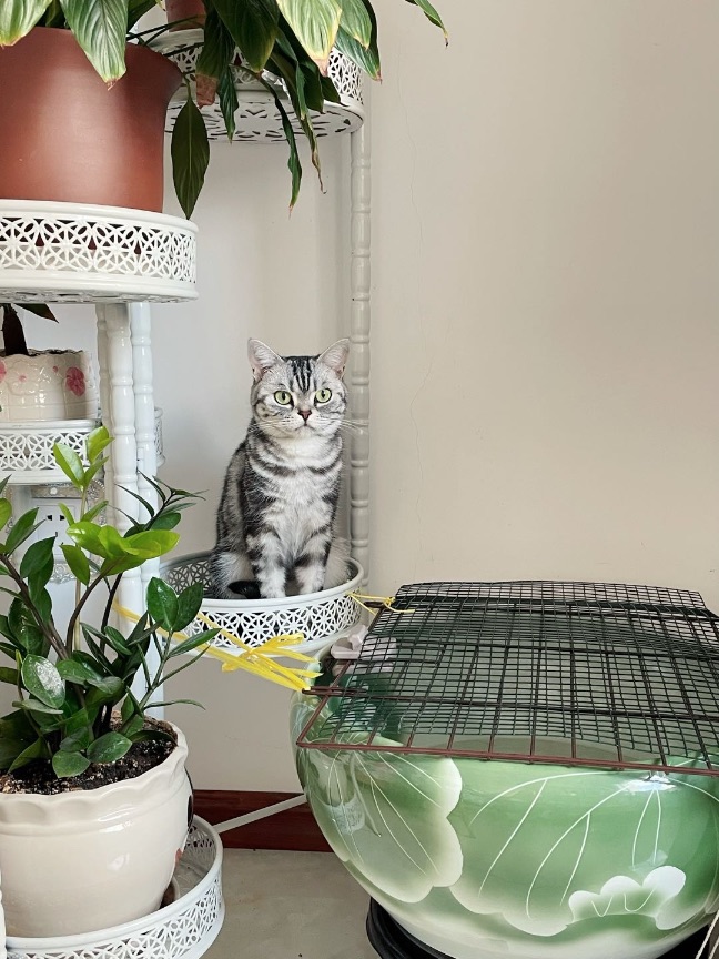 猫图片|宠物猫|猫咪|