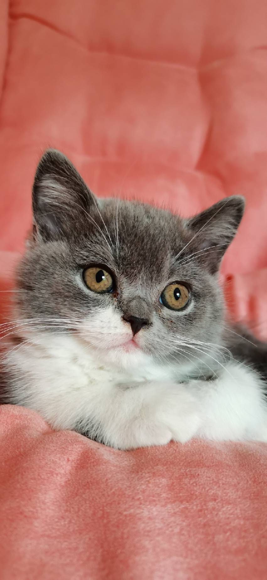 猫图片|宠物猫|猫咪|