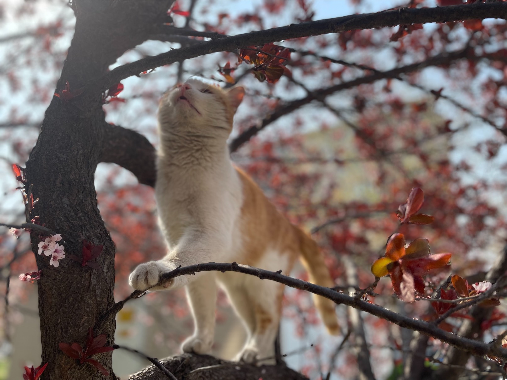 猫图片|宠物猫|猫咪|