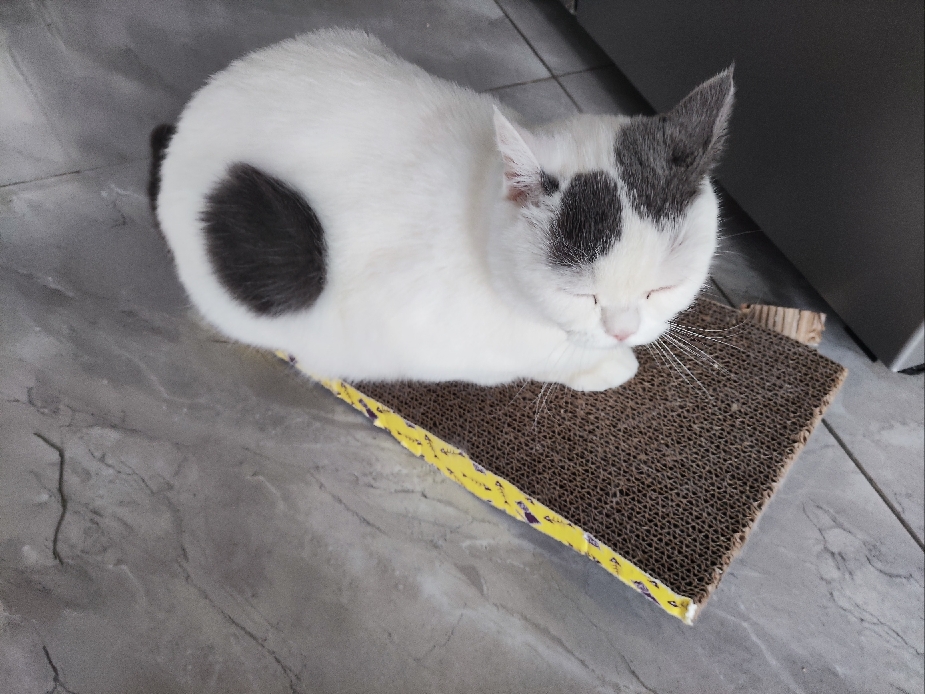 猫图片|宠物猫|猫咪|