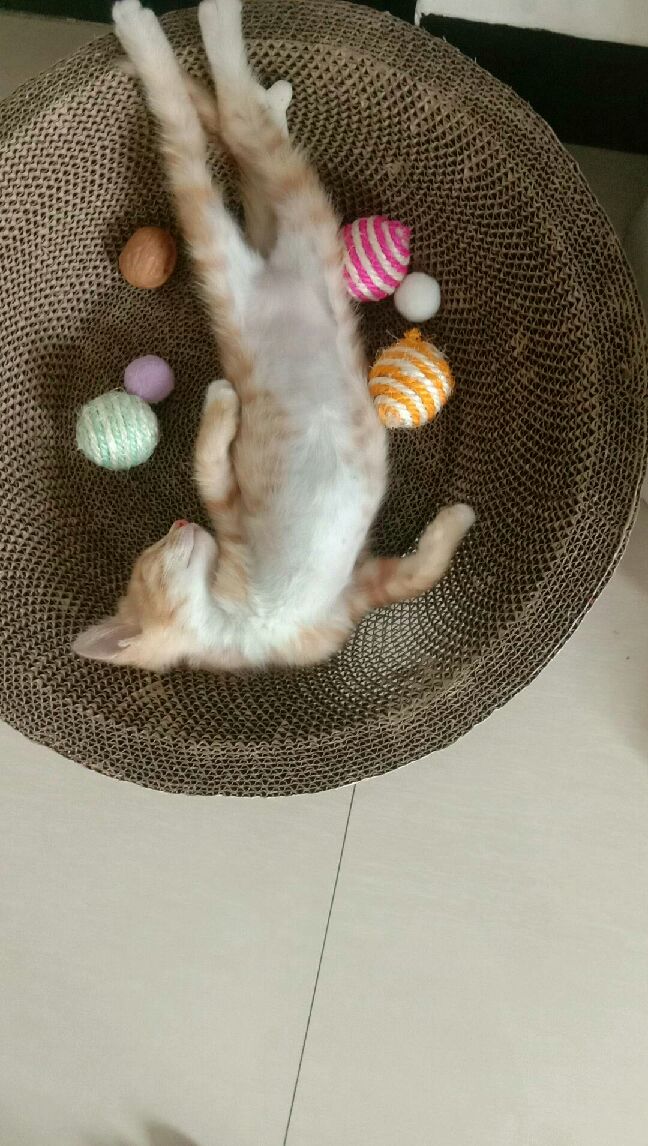 猫图片|宠物猫|猫咪|