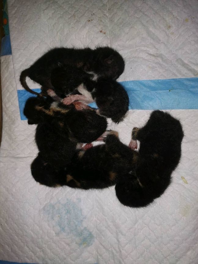 猫图片|宠物猫|猫咪|