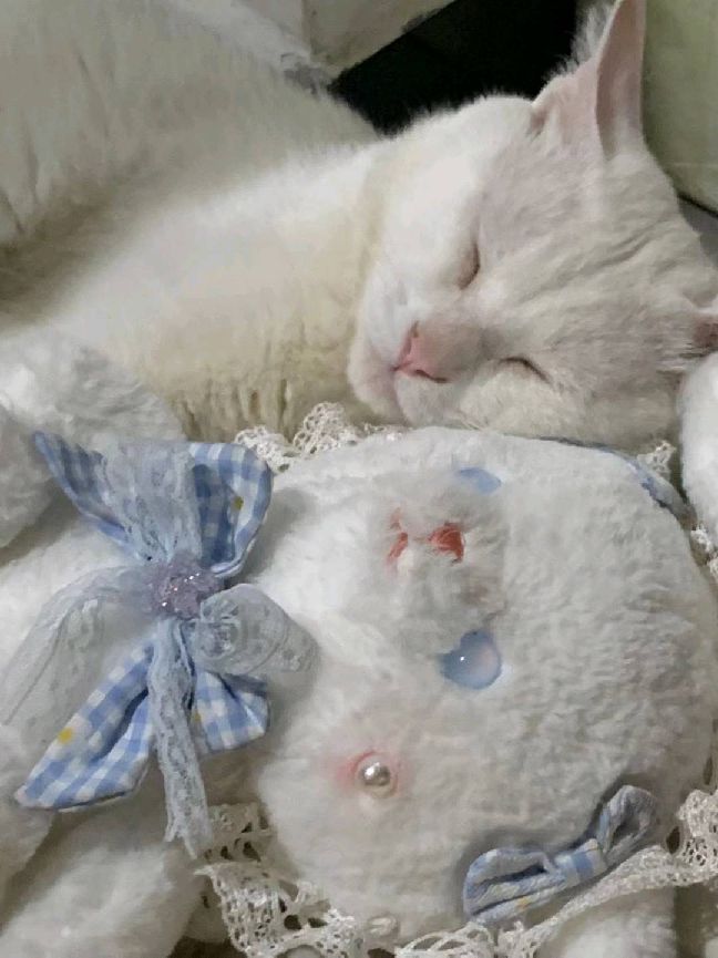 猫图片|宠物猫|猫咪|