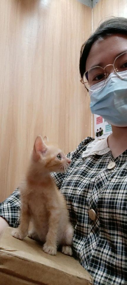 猫图片|宠物猫|猫咪|